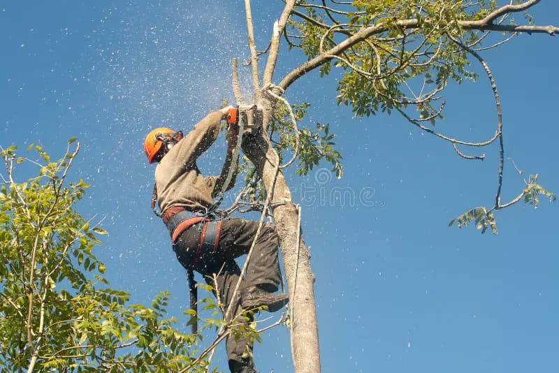 Web para Tree Service